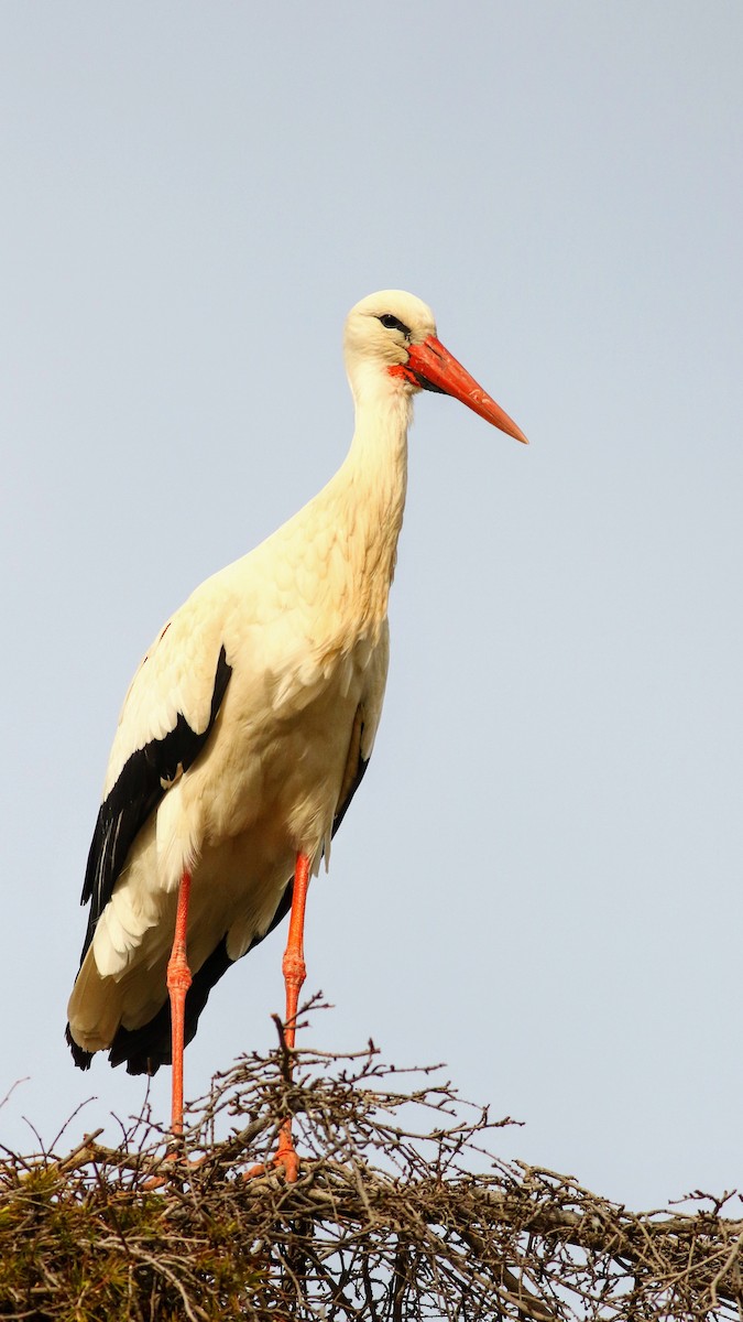 stork - ML616156955