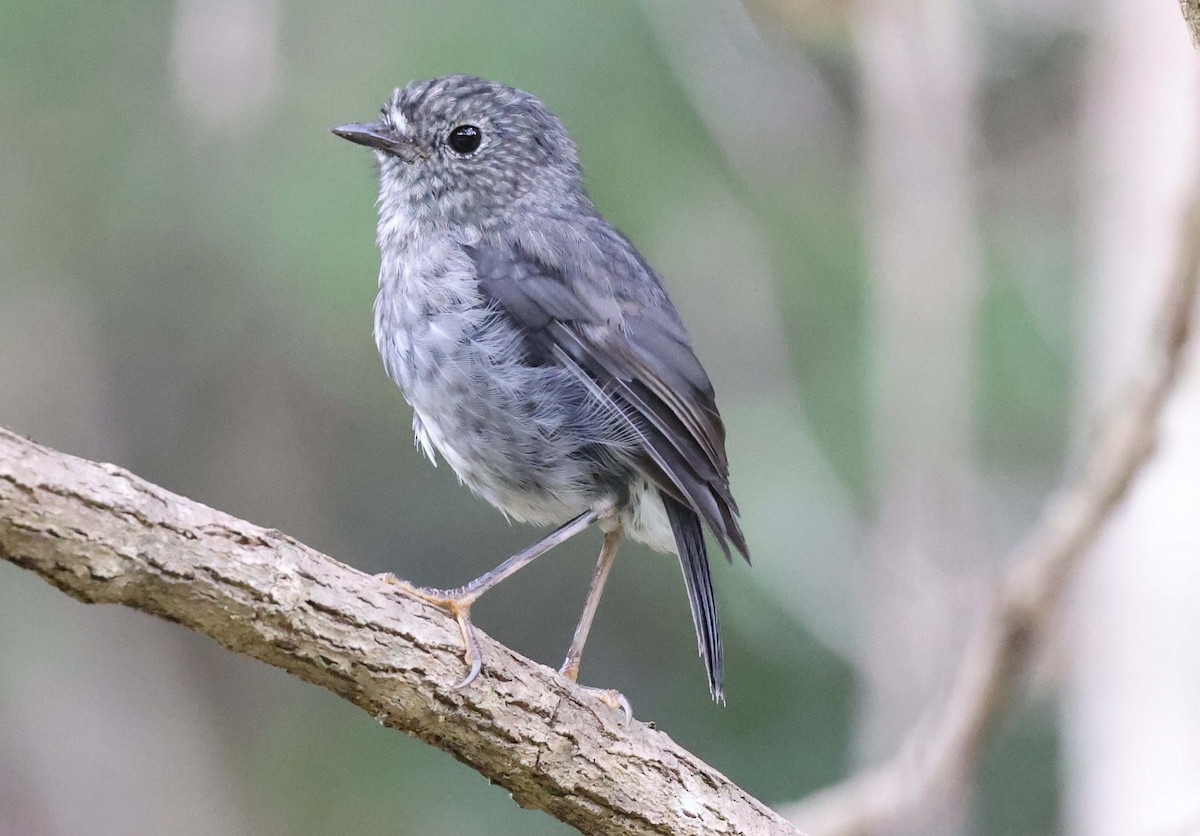 North Island Robin - Ashley Banwell