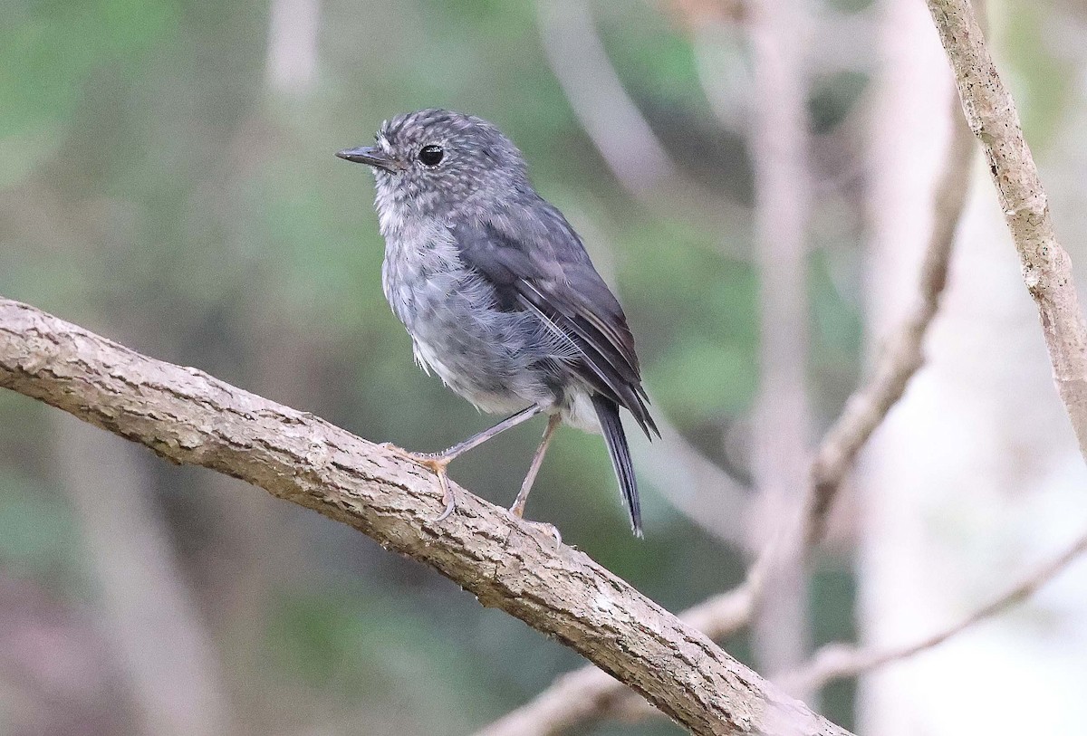 North Island Robin - Ashley Banwell