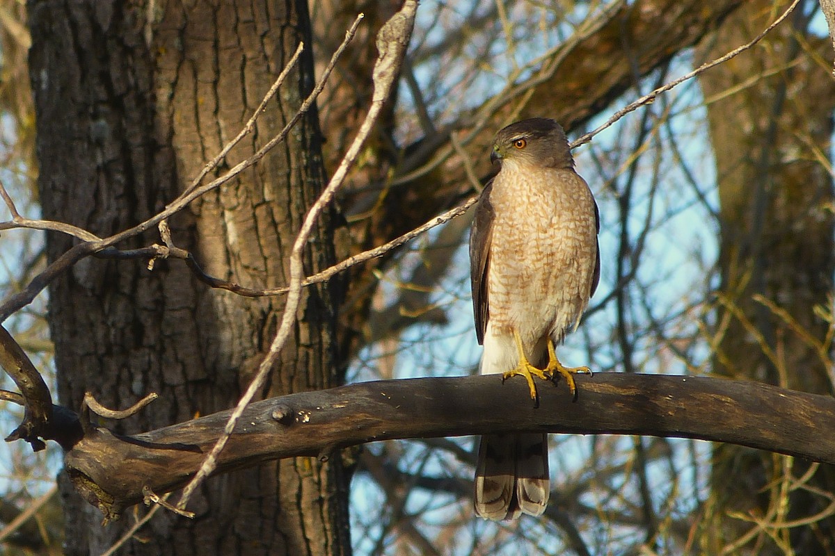 Cooper's Hawk - ML616156962