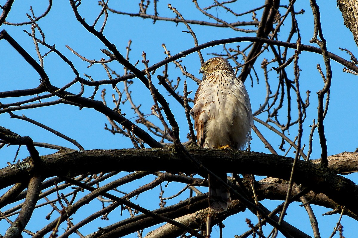 Cooper's Hawk - ML616156963