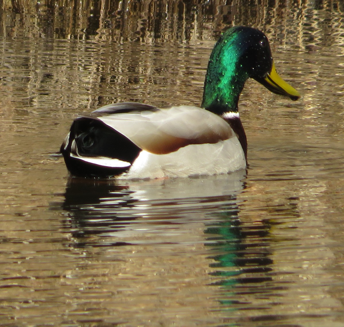 Mallard - Andrew Eastmond