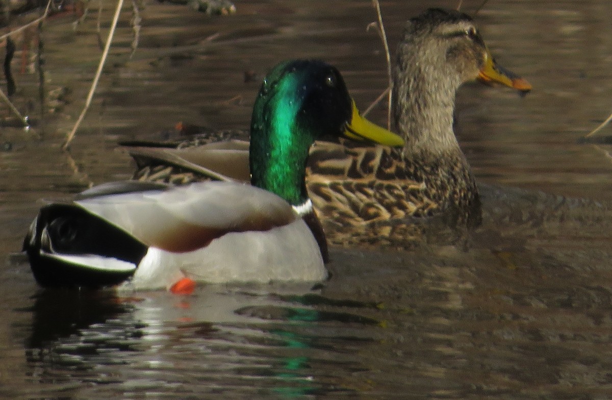 Mallard - Andrew Eastmond