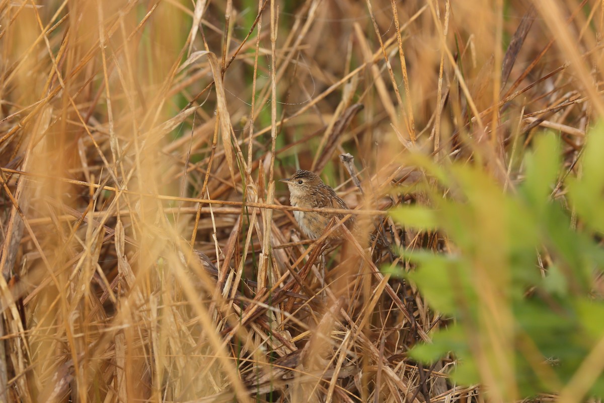 Sedge Wren - Patrick J. Blake