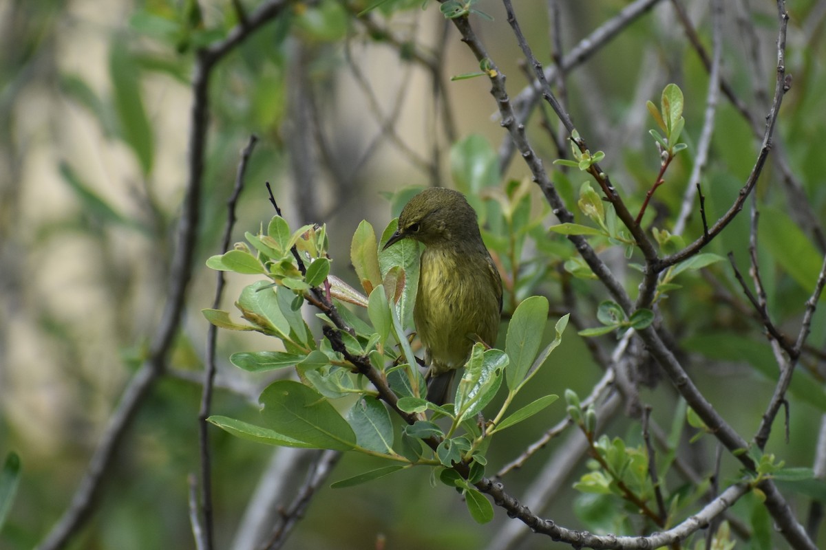 Orange-crowned Warbler - ML616156976