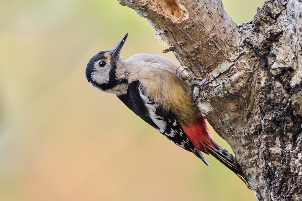 Himalayan Woodpecker - ML616156985