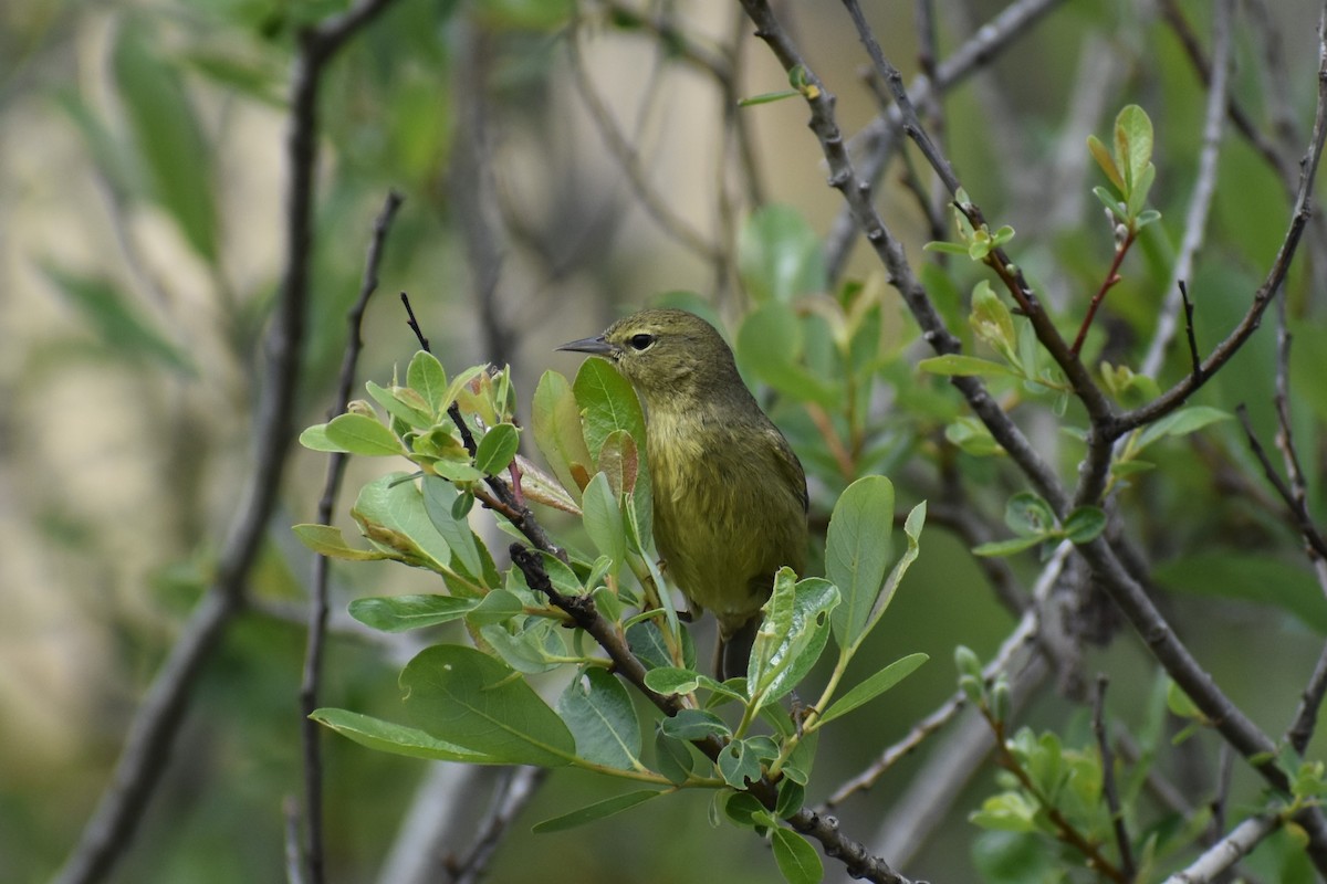 Orange-crowned Warbler - ML616156987