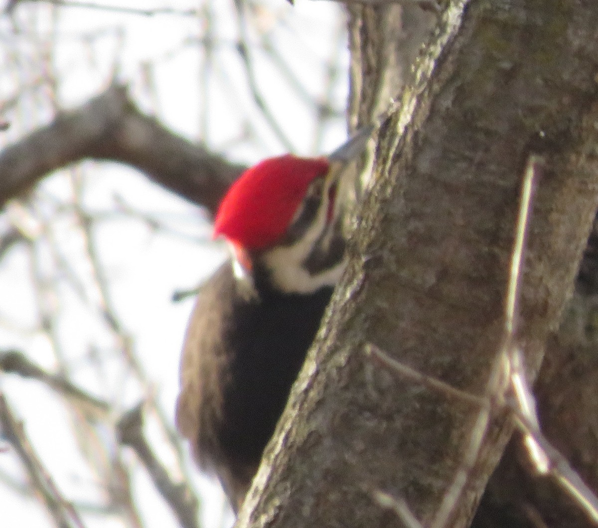 Pileated Woodpecker - ML616156995