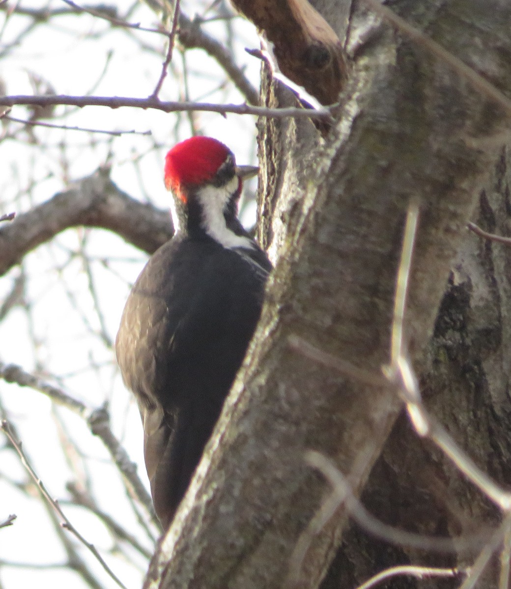Pileated Woodpecker - ML616157001