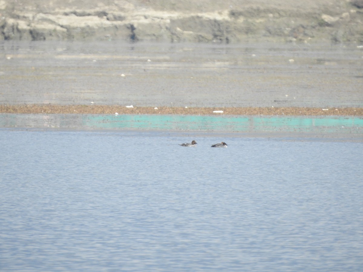עבראש ירוק - ML616157002