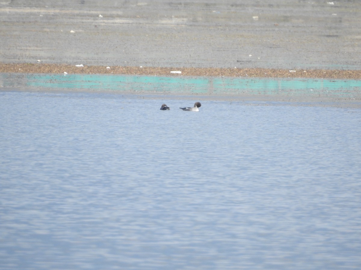 עבראש ירוק - ML616157003
