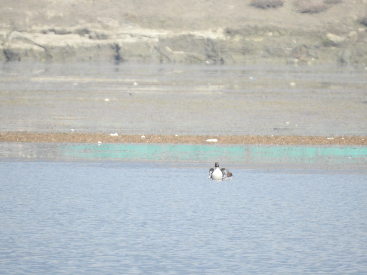 עבראש ירוק - ML616157004