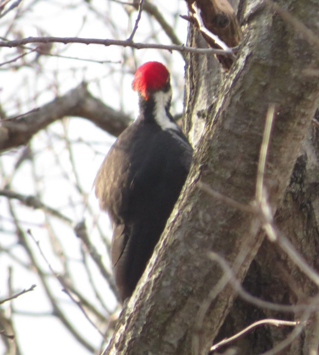 Pileated Woodpecker - ML616157006