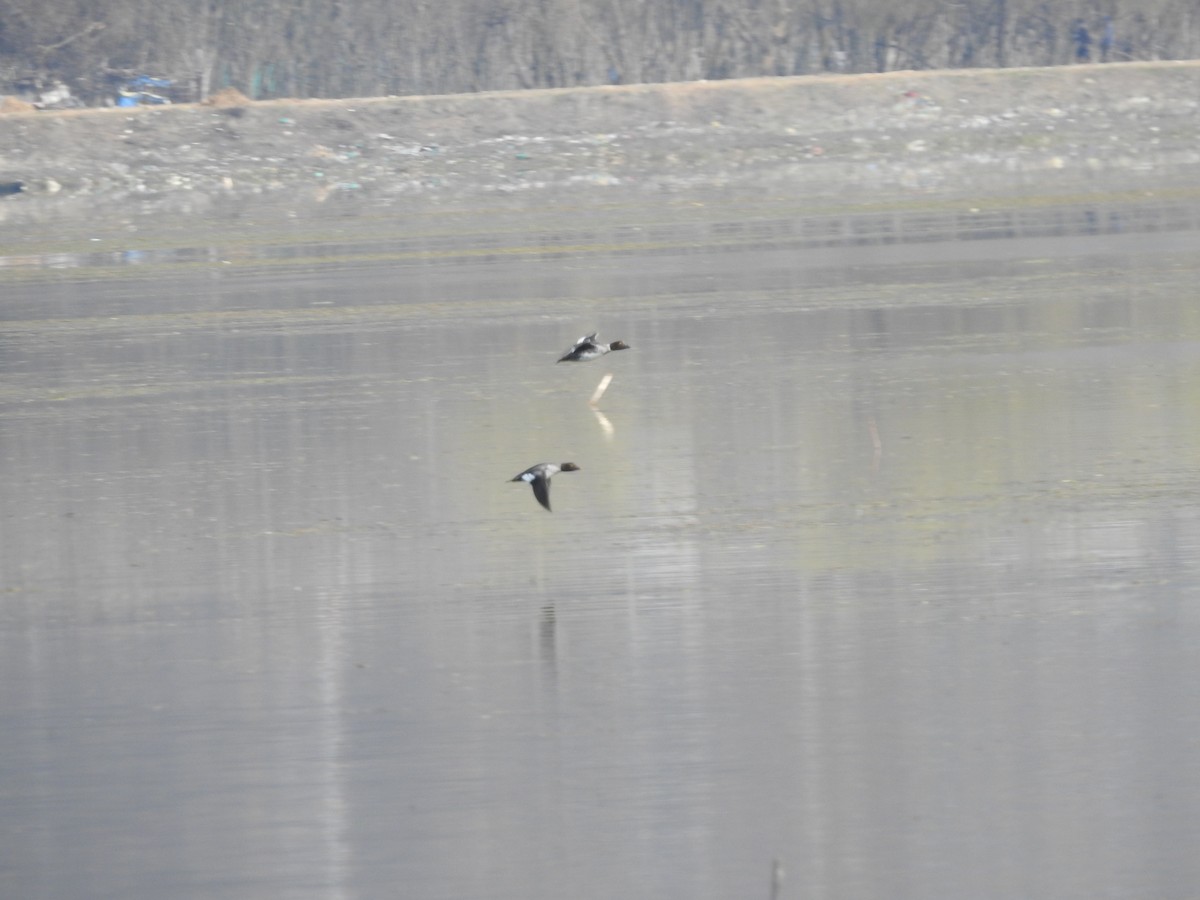 עבראש ירוק - ML616157011
