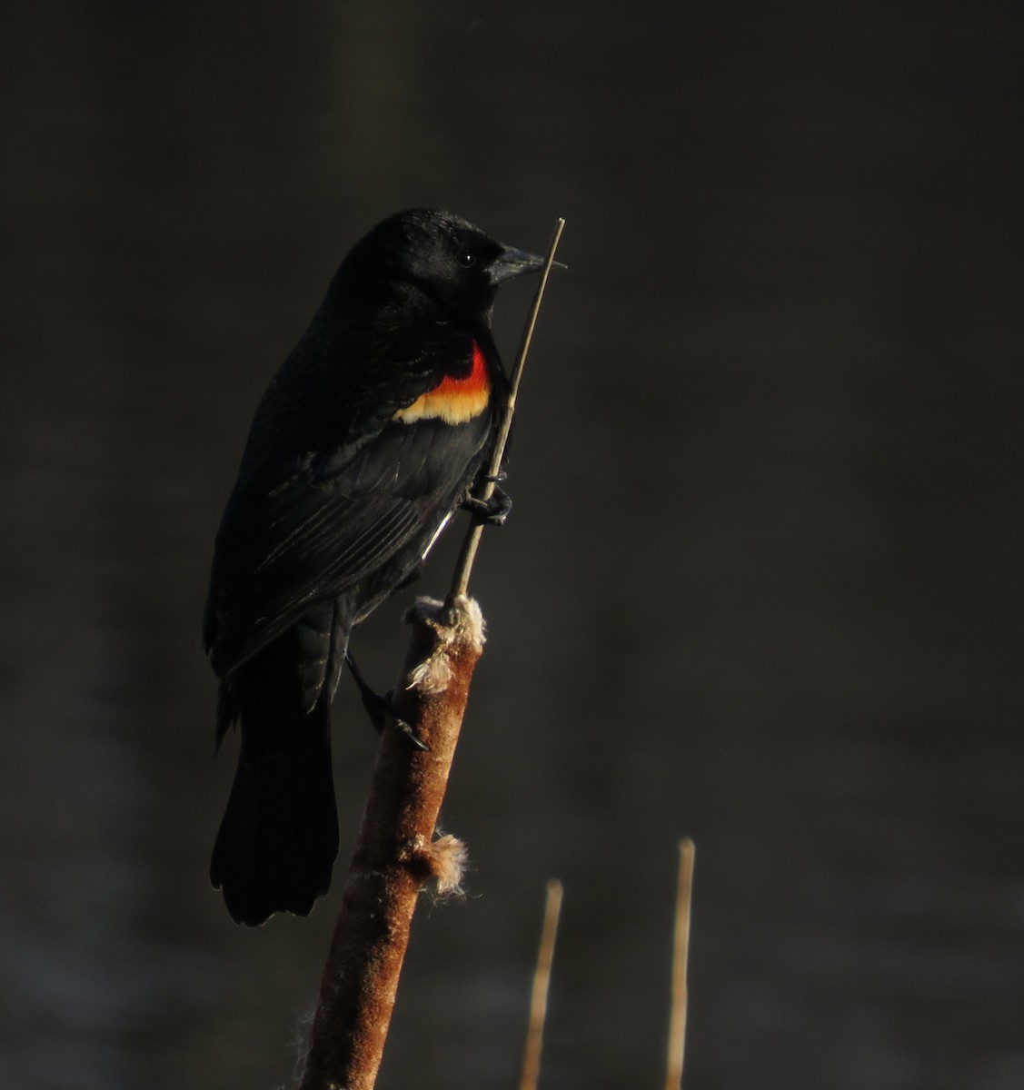 Red-winged Blackbird - ML616157012