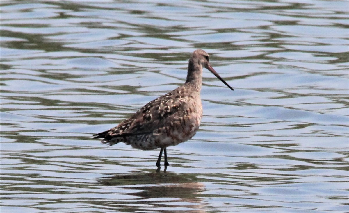 Hudsonian Godwit - Stan Cho