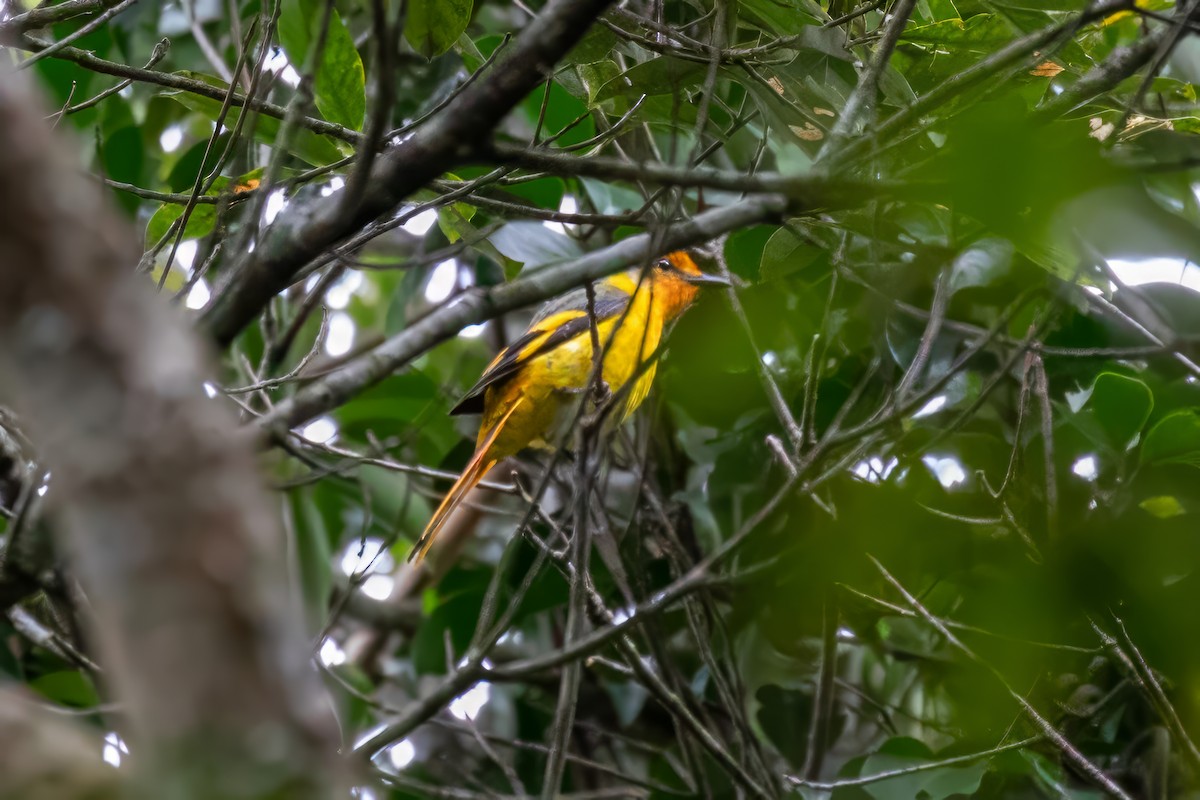 Minivet à bec court - ML616157144