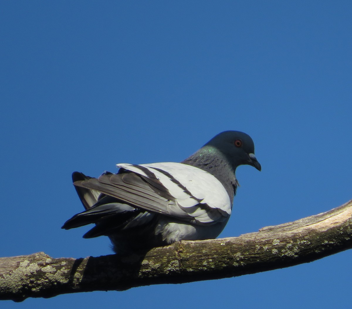 Rock Pigeon (Feral Pigeon) - ML616157147