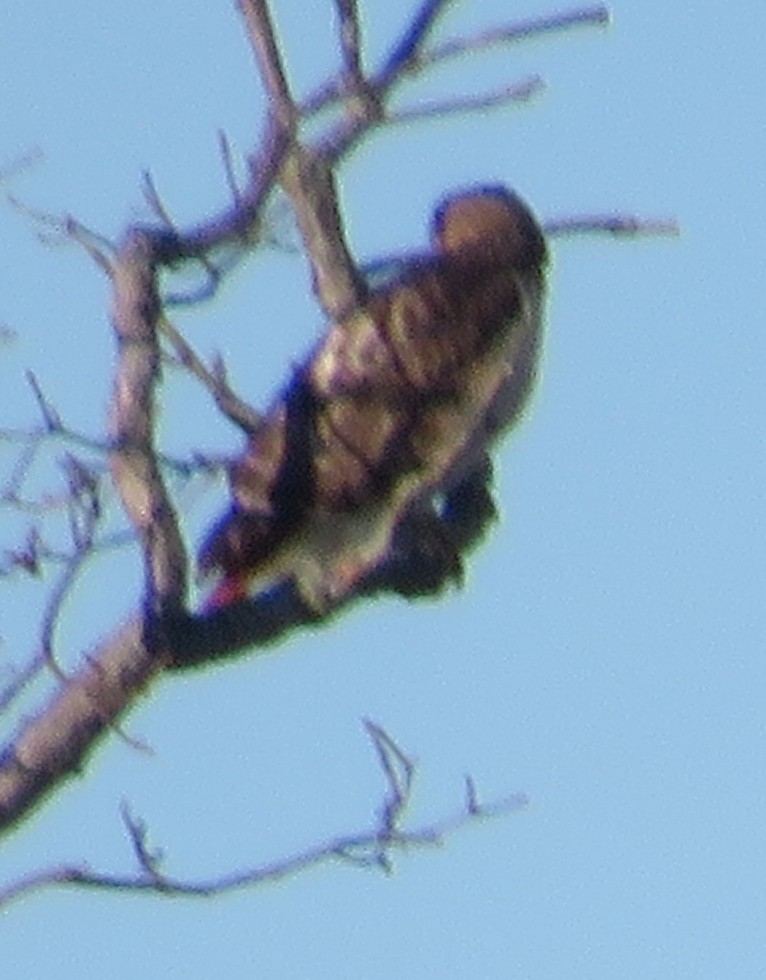 Red-tailed Hawk - ML616157158