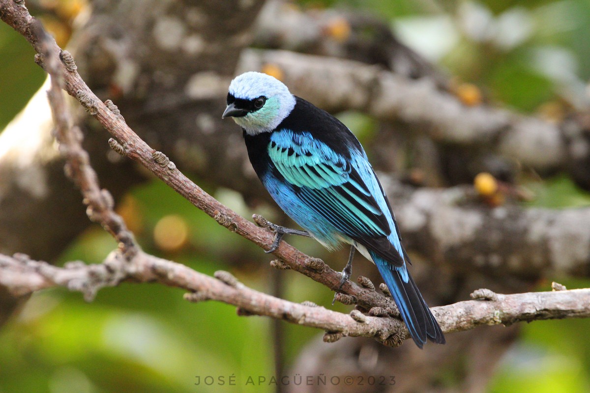 Masked Tanager - ML616157159