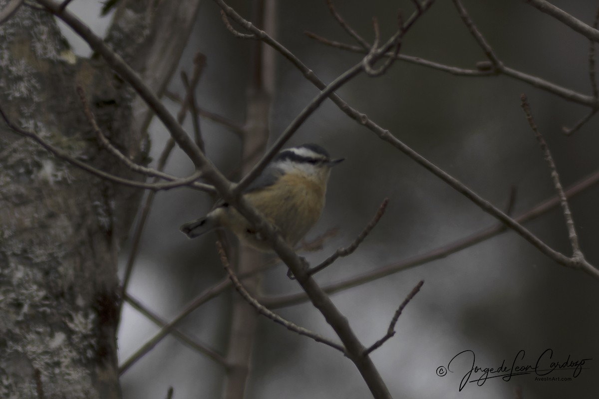 Red-breasted Nuthatch - Jorge de Leon Cardozo