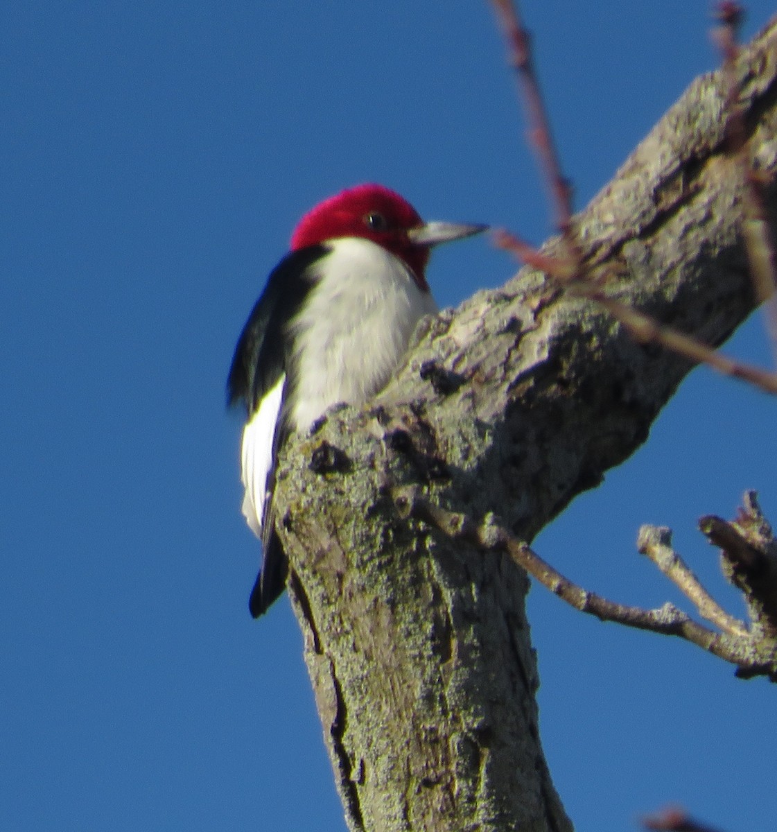 Red-headed Woodpecker - ML616157173
