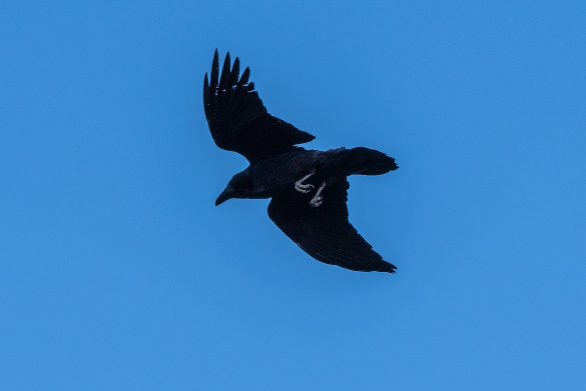 Common Raven - ML616157181