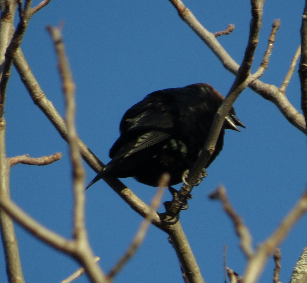 Brown-headed Cowbird - ML616157211