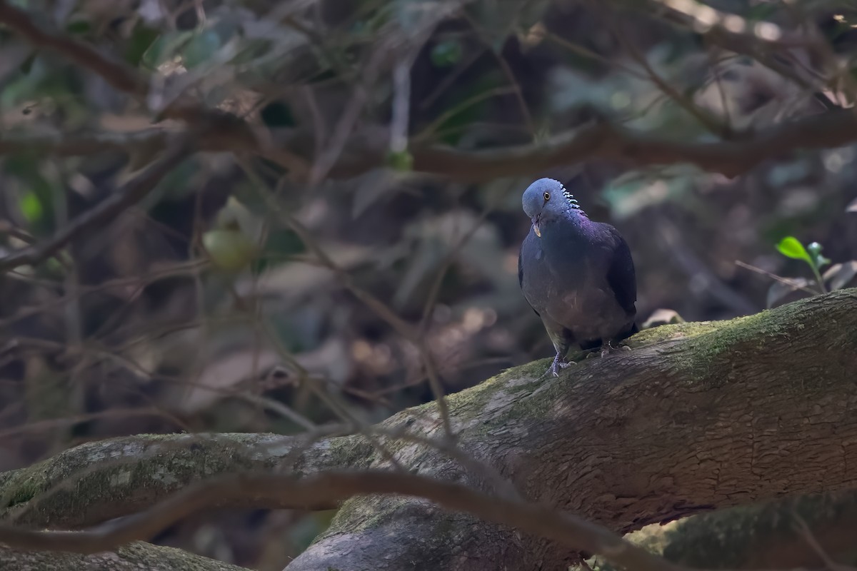 Nilgiri Wood-Pigeon - ML616157223