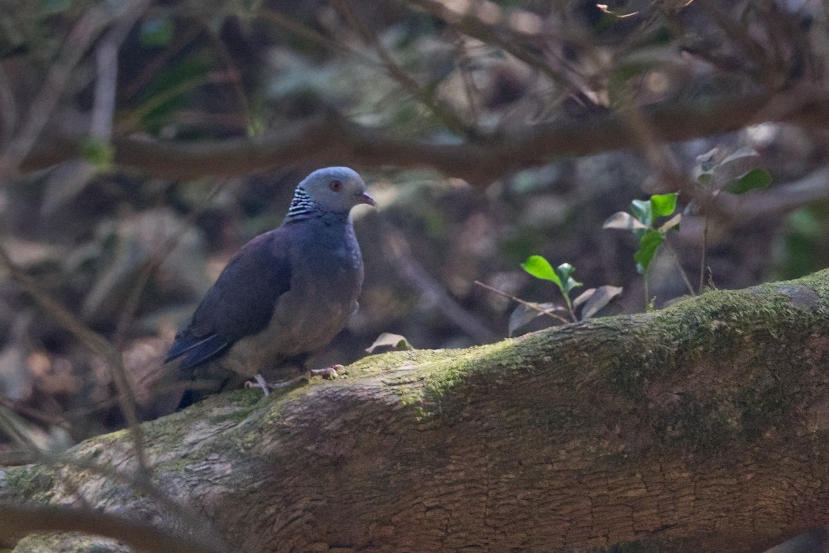 Nilgiri Wood-Pigeon - ML616157224