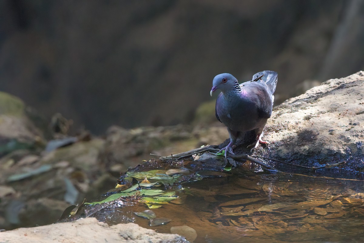 Nilgiri Wood-Pigeon - ML616157225