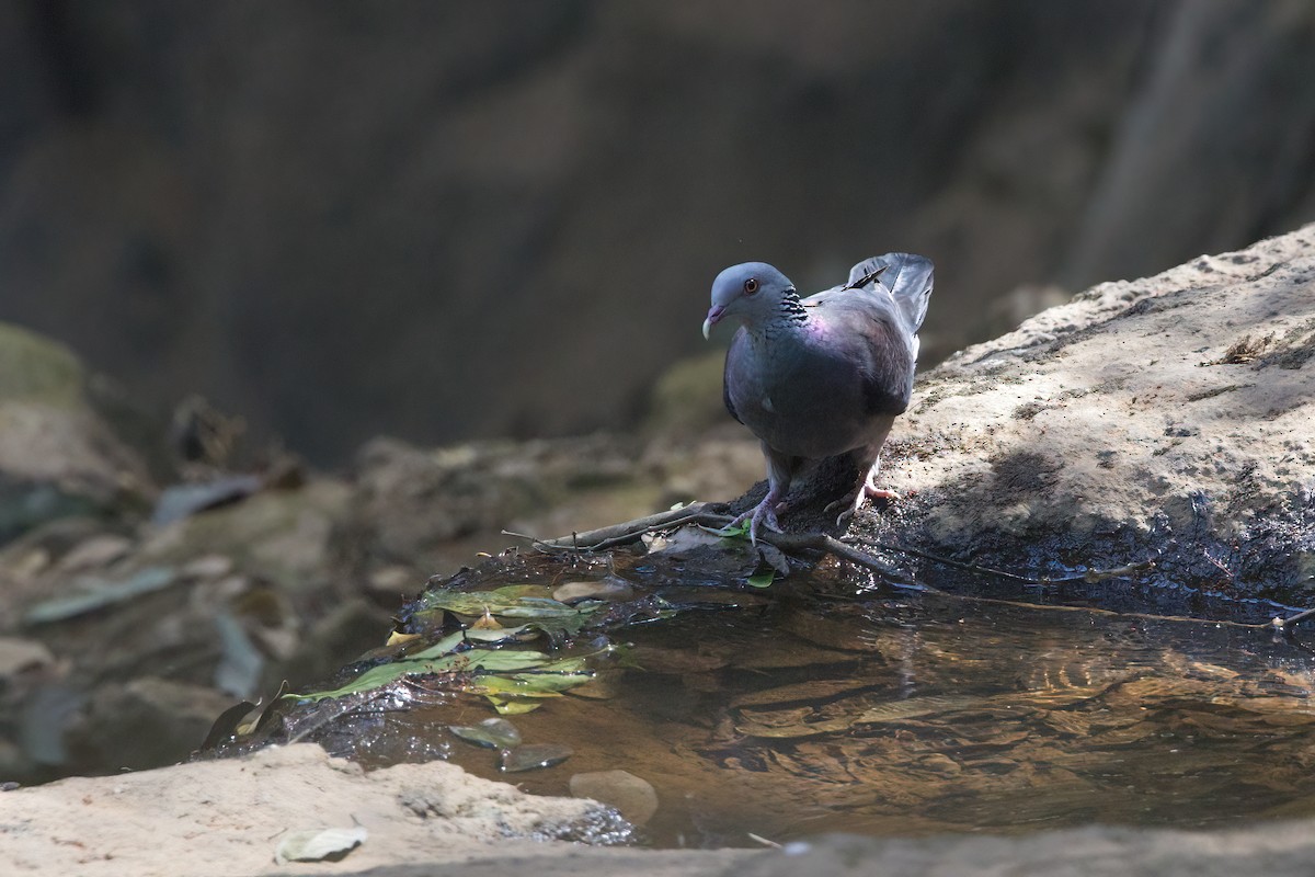 Nilgiri Wood-Pigeon - ML616157232