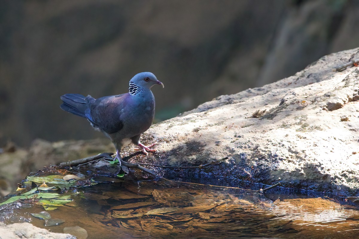 Nilgiri Wood-Pigeon - ML616157239