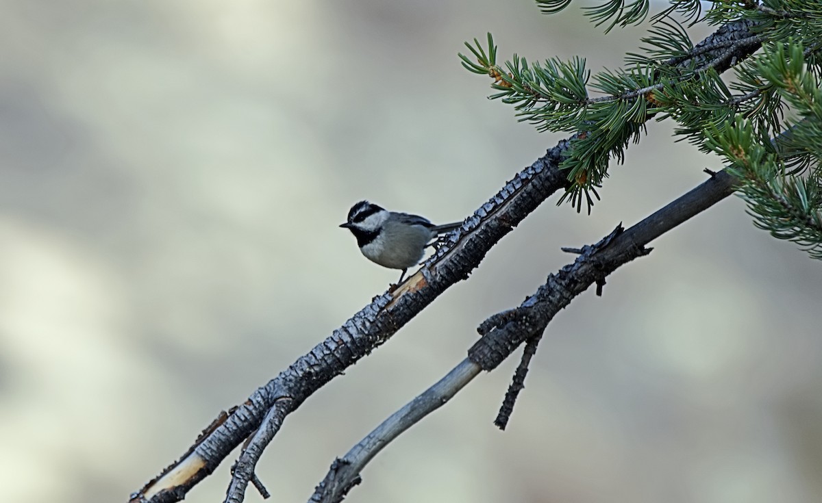 Mountain Chickadee - ML616157276