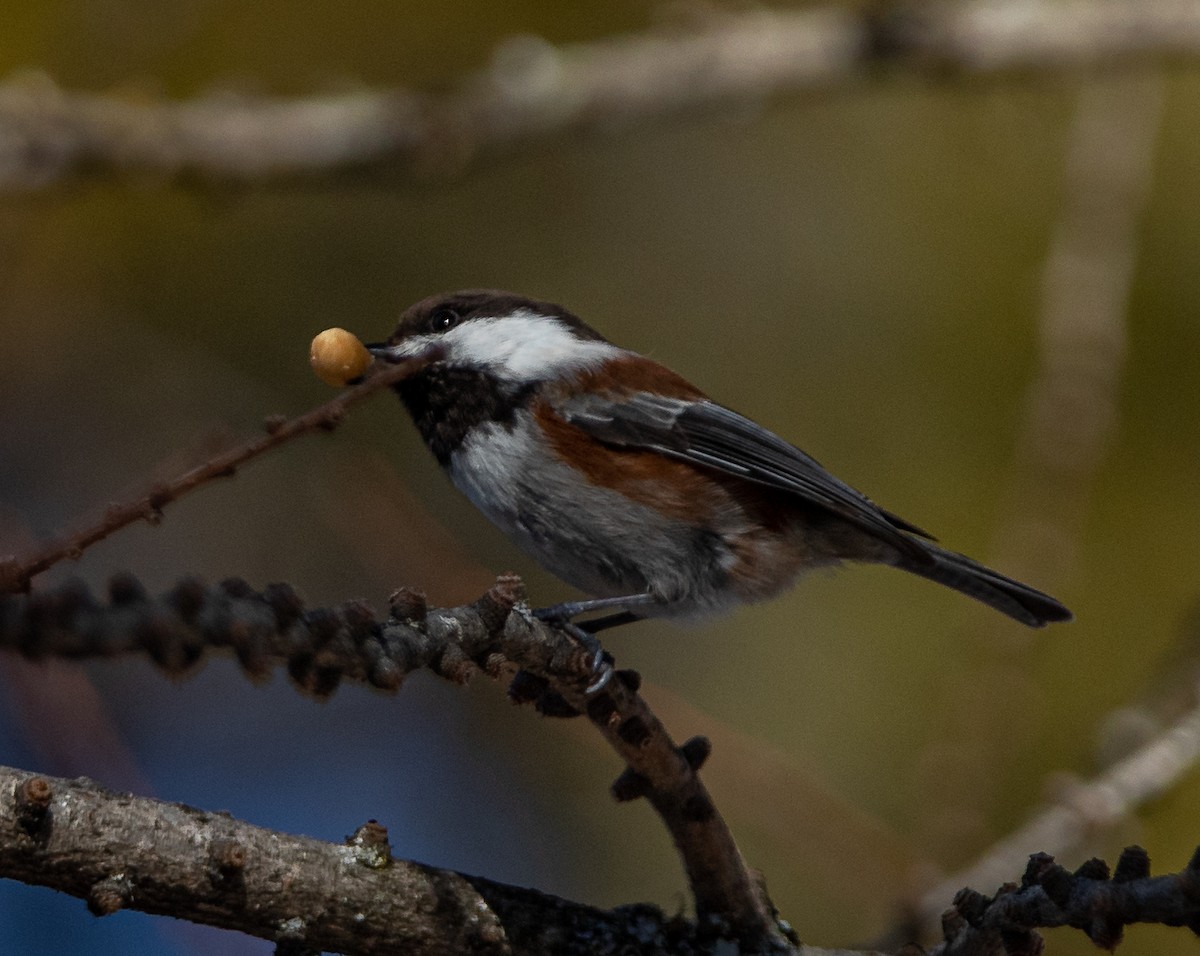 Mésange à dos marron - ML616157291