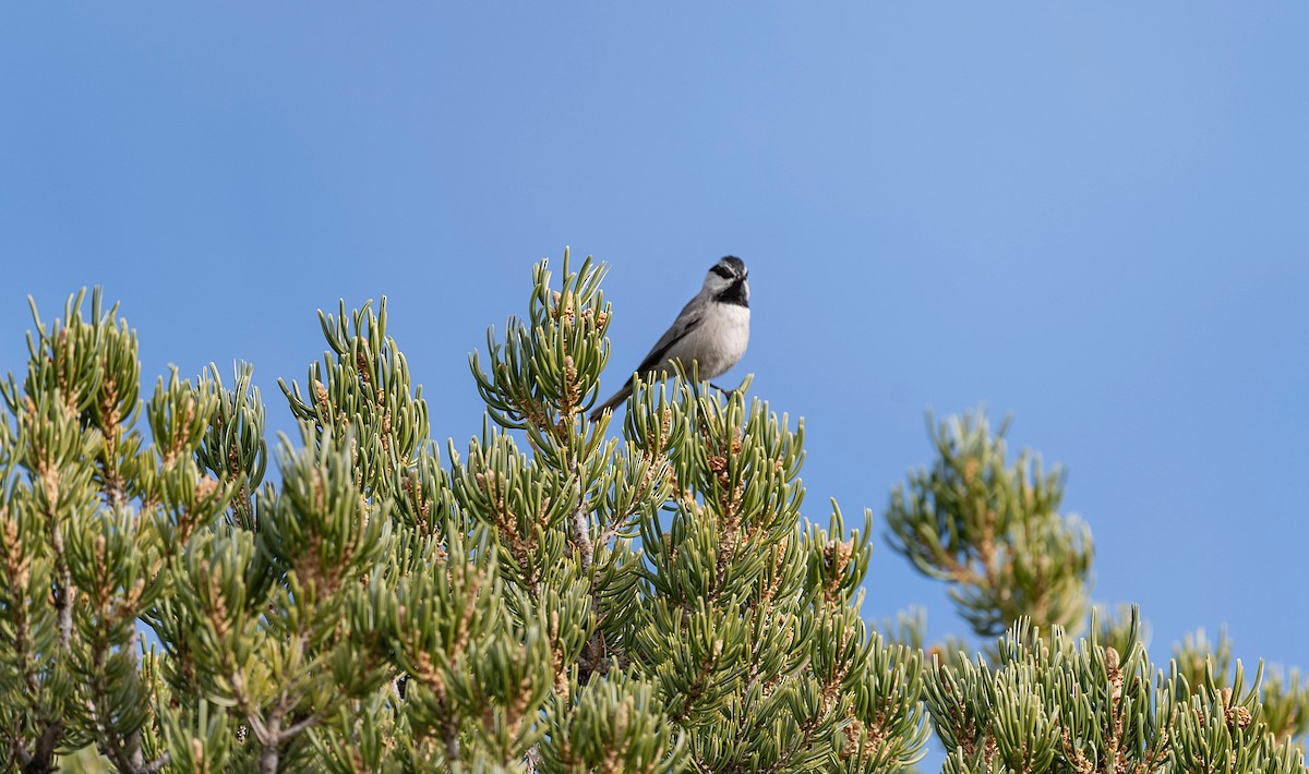 Mountain Chickadee - ML616157293