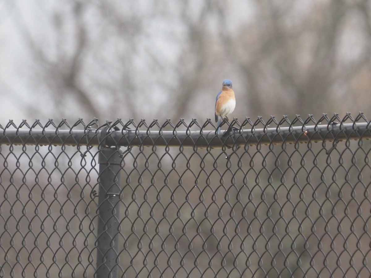 Eastern Bluebird - ML616157298