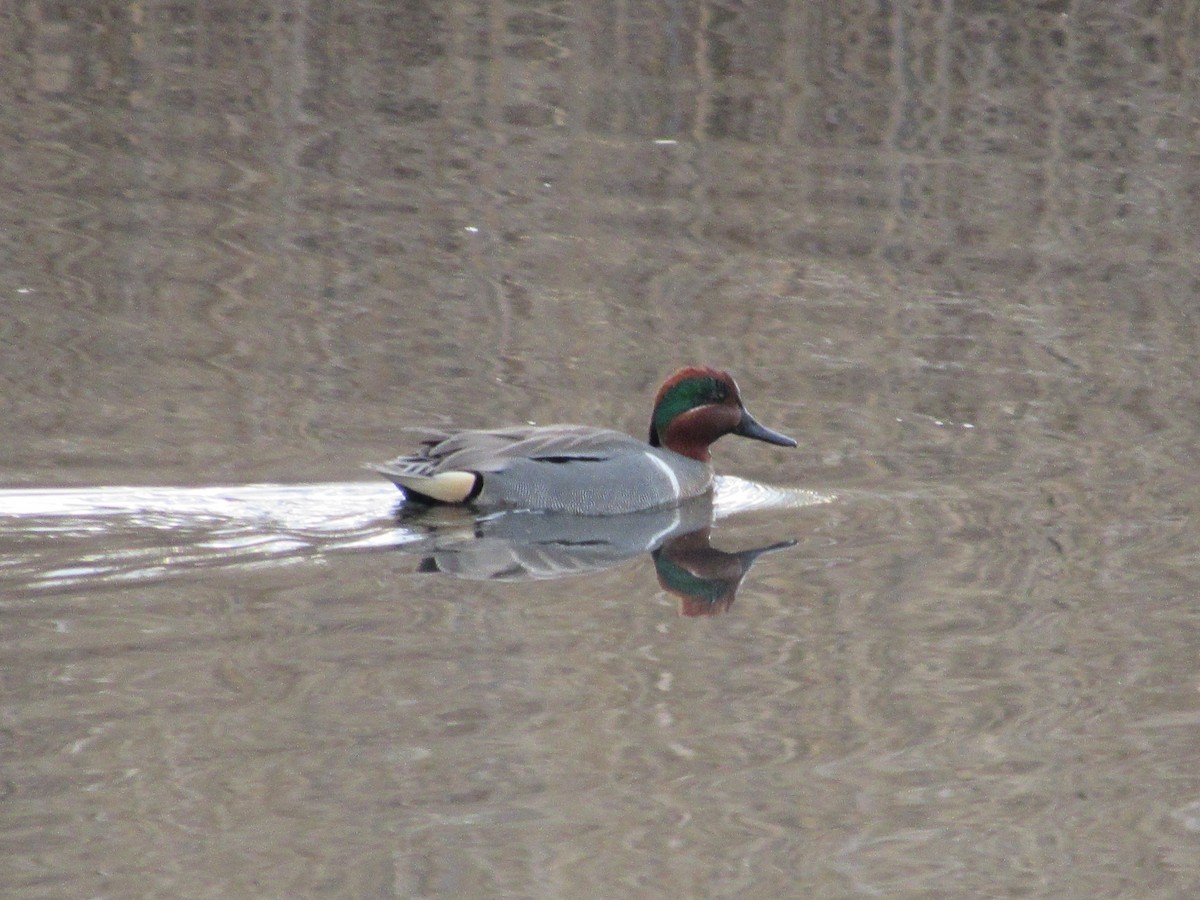 Green-winged Teal - ML616157305