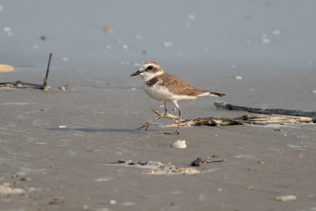 Kentish Plover - ML616157386