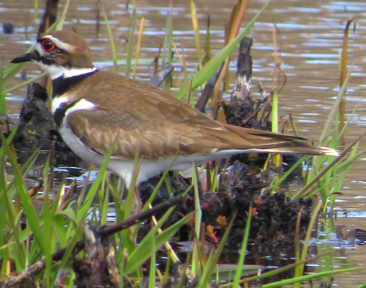 Killdeer - ML616157417
