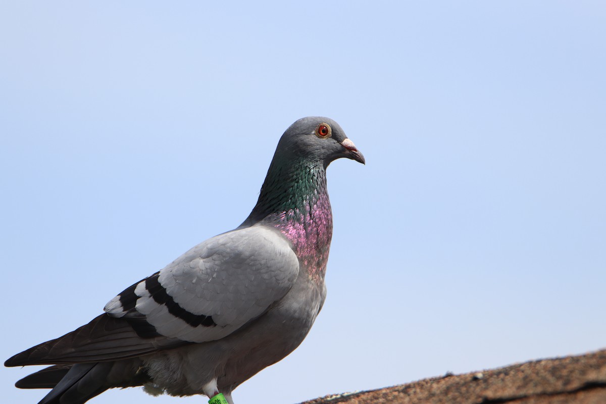 Сизый голубь (Одомашненного типа) - ML616157445