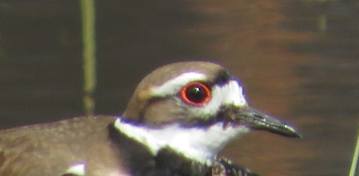 Killdeer - ML616157447