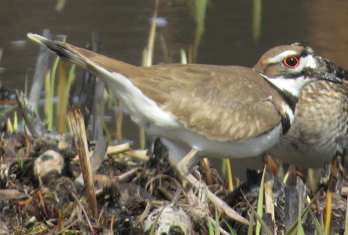 Killdeer - ML616157456