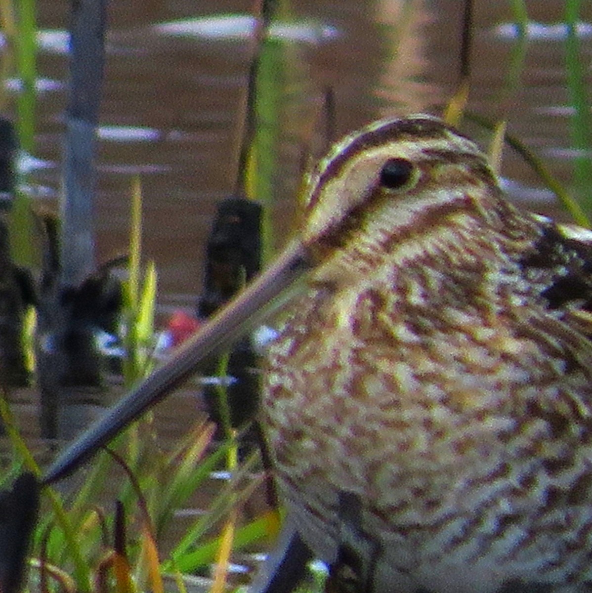 Wilson's Snipe - ML616157466