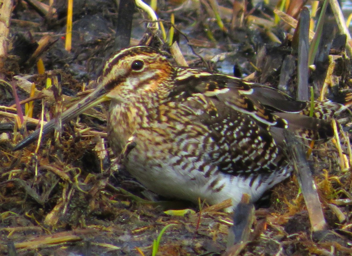 Wilson's Snipe - ML616157471