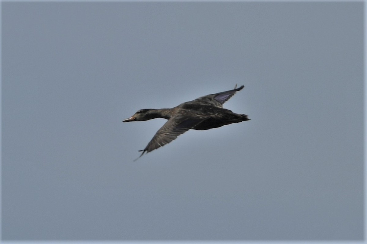 Mallard/American Black Duck - ML616157502