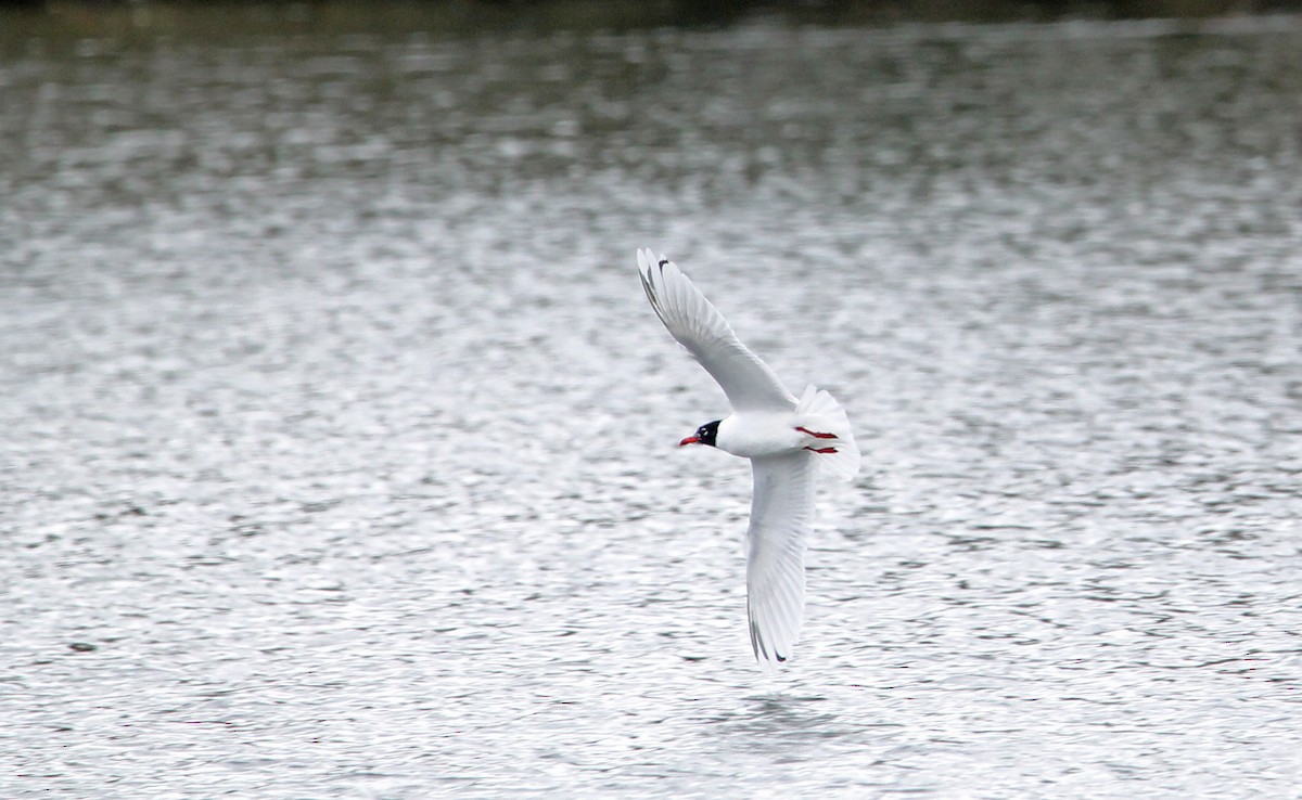 Mouette mélanocéphale - ML616157505