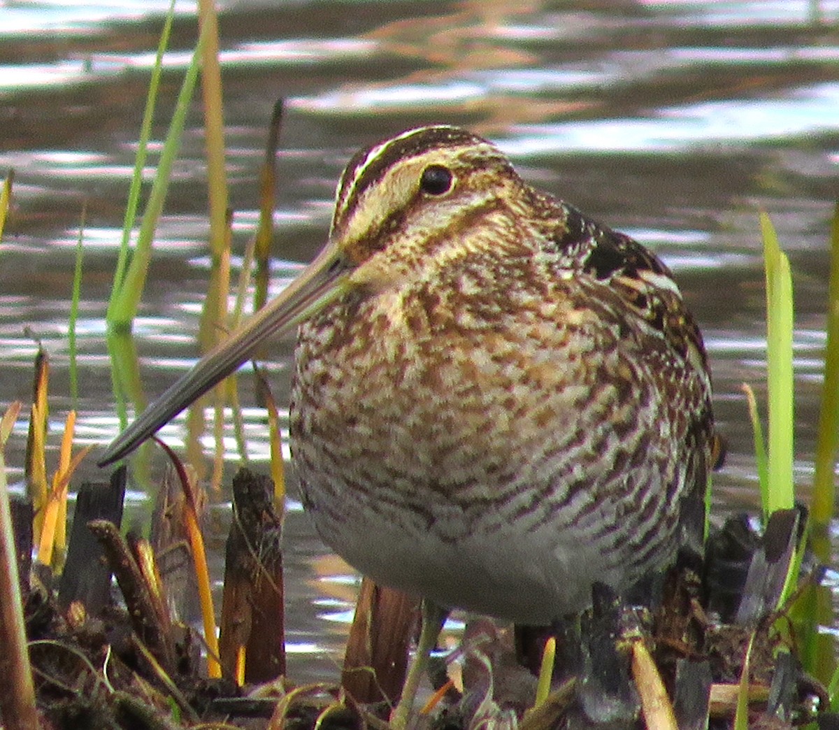 Wilson's Snipe - ML616157507