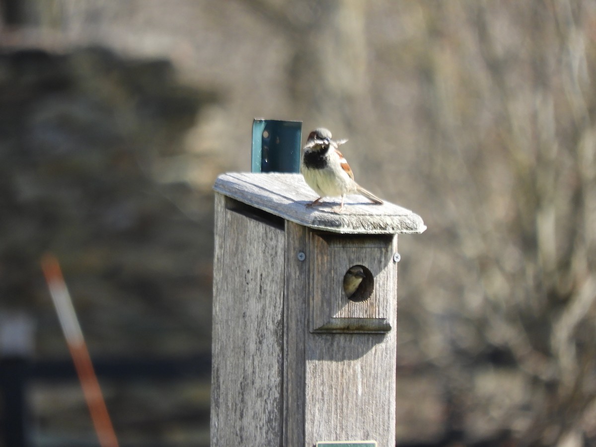House Sparrow - ML616157510