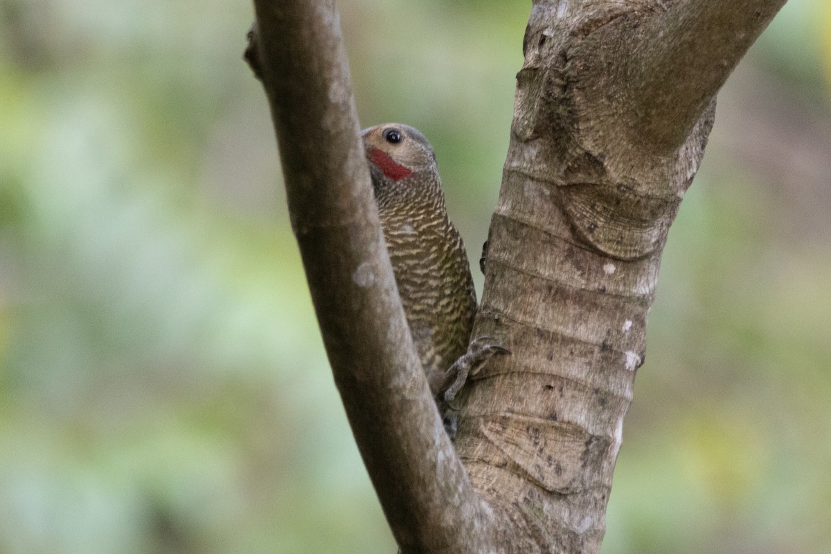 Gray-crowned Woodpecker - Jodhan Fine